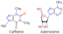 Two skeletal formulas: left – caffeine, right – adenosine.