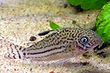 Corydoras trilineatus3.jpg