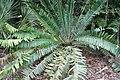 Encephalartos pterogonus 3zz.jpg
