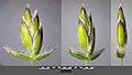 Poa pratensis sl19.jpg
