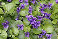 Viole.jpg
