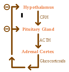 diagram showing feedback loop of hormones