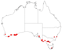 Hakea drupaceaDistMap40.png