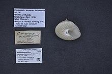 Naturalis Biodiversity Center - ZMA.MOLL.24872 - Calliostoma waikanae forsteriana Dell, R.K., 1950 - Calliostomatidae - Mollusc shell.jpeg