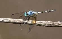 Trithemis stictica 2.jpg
