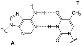 Base pair AT.svg