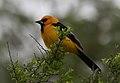 Altamira Oriole National Butterfly Center Mission TX 2018-03-12 08-38-00 (39174878290).jpg