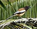 Dendrocitta vagabunda -Kerala, India-8a.jpg