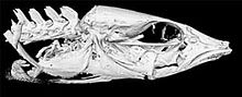 CT scan of head of Mastacembelus albomaculatus - 177-734-1-PB-top-left.jpeg