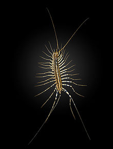 Scutigera coleoptrata MHNT .jpg