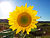 Sonnenblume.jpg