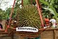 Buah Karatungan.JPG