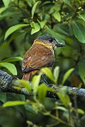 Crested Becard - Intervales - Brazil S4E9523 (16916994572).jpg