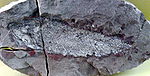 Osteolepis macrolepidotus.jpg