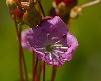 Bog laurel (Kalmia polifolia) (24276279950).jpg
