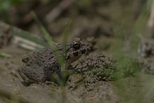Fejervarya Bosipota Hoogly West Bengal India 14.09.2014.jpg