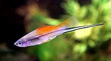 Xiphophorus helleri Annanasschwerttaeger Maennchen.JPG