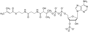 Methylcrotonyl coenzyme A.svg