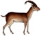 Walia ibex illustration white background.png