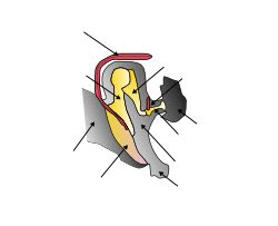 Middle ear.png