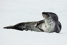 Antarctic Sound-2016-Brown Bluff–Leopard seal (Hydrurga leptonyx) 04.jpg