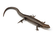Garden skink.jpg