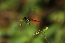 Lyriothemis tricolor Ris, 1919 (4).jpg