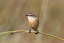 Siberian Stonechat (Saxicola maurus) female, Salai, UP, India.jpg