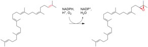 Squalene epoxide biosynthesis.png