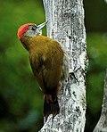 Olive Woodpecker - South Africa, crop.jpg