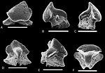 Engaibatis schultzei - Tendaguru Formation, Tanzania.jpg