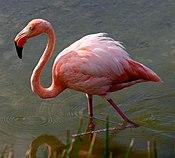 Greater flamingo galapagos.JPG
