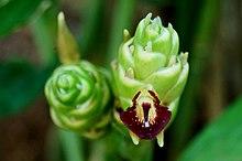 Ginger inflorescence.jpg