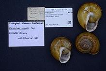 Naturalis Biodiversity Center - ZMA.MOLL.406029 - Tacheocampylaea raspailii (Payraudeau, 1827) - Helicidae - Mollusc shell.jpeg