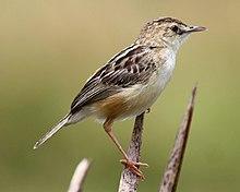 Zitting Cisticola - Cisticola juncidis.JPG