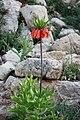Fritillaria Imperialis in Dena, Iran II