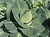Brassica oleracea convar. capitata var. alba, spitskool (1).jpg