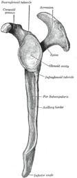 Gray205 left scapula lateral view.png