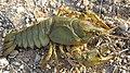 Astacus astacus 01.jpg