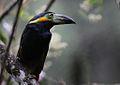 Golden-collared Toucanet.jpg