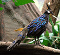 Palawan Peacock Pheasant - male.jpg