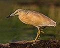 Squacco Heron (19355824299).jpg