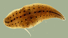 Europäischer-Platt-Egel cropped.jpg