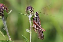 Roesel's bush-cricket (Metrioptera roeselii diluta) male.jpg