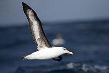 Thalassarche impavida 2 - SE Tasmania.jpg