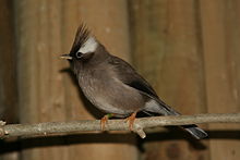 Yuhina diademata - 20060115.jpg