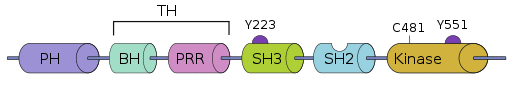 Structure of BTK.svg