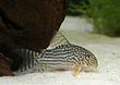 Corydoras sterbai.jpg