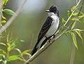 Eastern Kingbird (34425607481).jpg