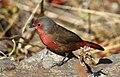 Firefinch African 2017 07 02 11 45 37 0106c.jpg